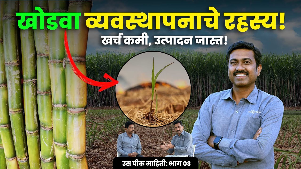 खोडवा ऊस नियोजन l Khodava us niyojan l sugarcane farming #agrostar #sugarcane