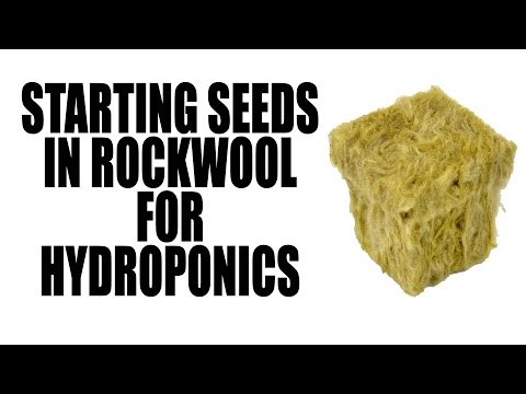 Planting Seeds in Rockwool for Hydroponic Growing