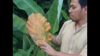 legenda pohon teureup.mpg