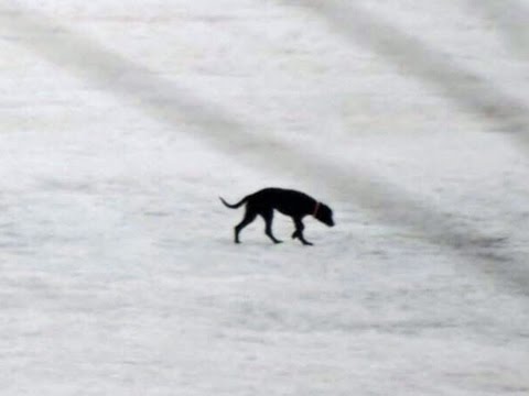 Dog rescued from Lake Erie ice