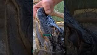 Never Pull a Frozen Crocodile Out Of Ice
