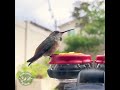 Tiny Birds, Big Sweet Tooth #shotoniphone #hummingbird #asmr