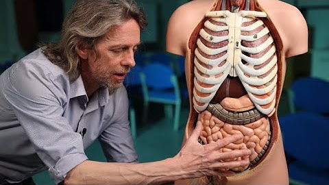 Enterisch zenuwstelsel