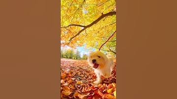 Surface pattern design app and Autumn colours, textile design outdoors #patterndesigners #patterns