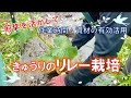 スナップエンドウ＆絹さや→きゅうり【自然栽培・リレー栽培】メリットとその方法 【家庭菜園にも使える】 【家庭菜園にも使える】