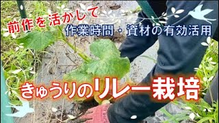 スナップエンドウ＆絹さや→きゅうり【自然栽培・リレー栽培】メリットとその方法 【家庭菜園にも使える】 【家庭菜園にも使える】