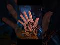 "Boris the Animal" - Men in Black |#edit #mcu #meninblack #shorts #ytshorts