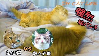 【ついに対面】新入り子猫に先住猫を会わせたら…喧嘩勃発。猫界のBreaking Downが始まった…【桜の下の猫】#16