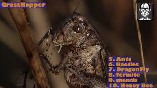 TOP 10 INSECTS WITH RAW STRENGTH ૧૦ સૌથી વધુ બળુંકા જંતુ