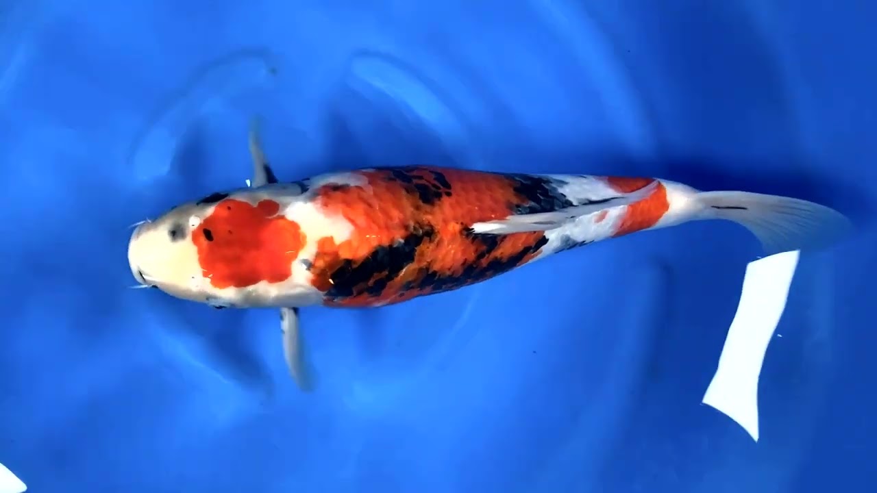 [Весенний аукцион живых карпов кои 2026] Представляем вашему вниманию карпа кои, выставленного на...