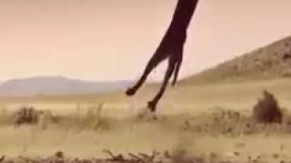 Caracal Hunting In Stunning Slow-Motion