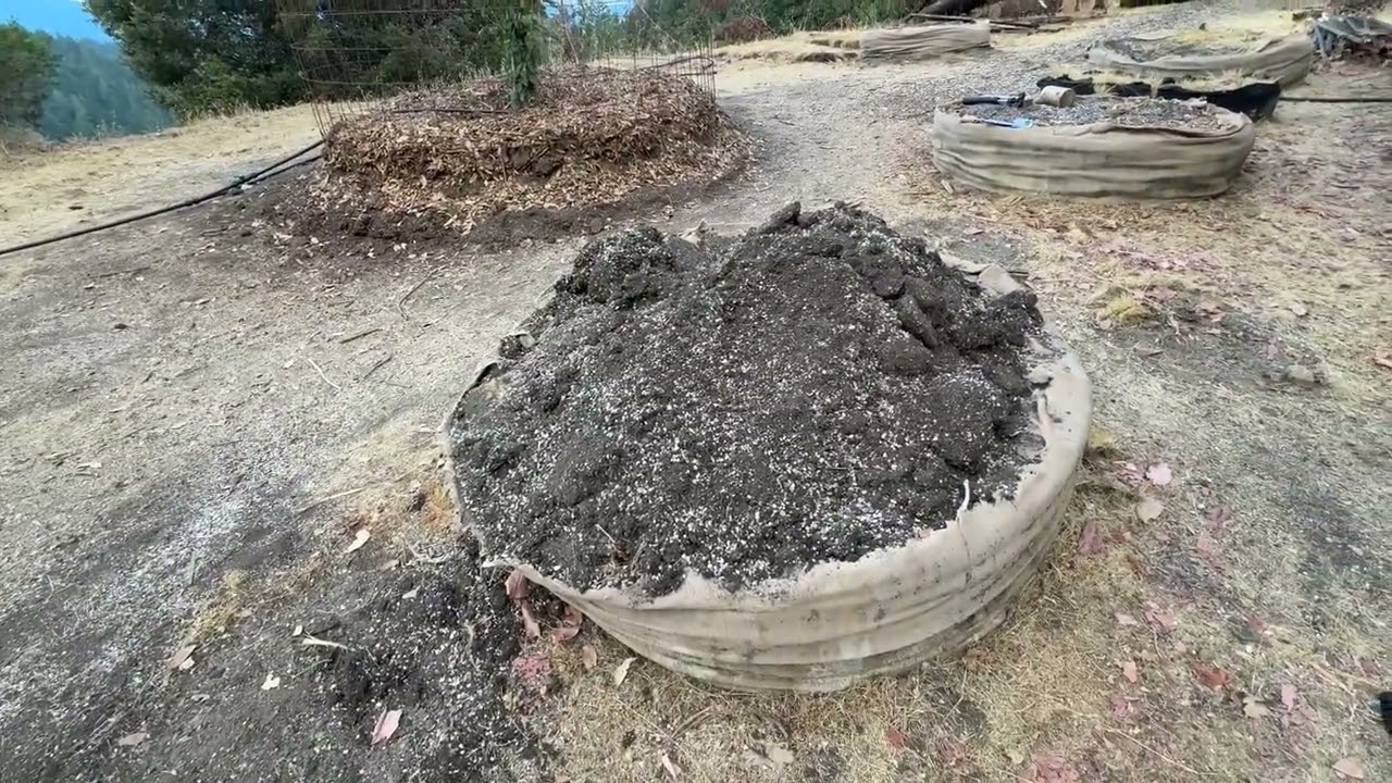 Enlarging the soil mounds in the orchard to prevent deer snacking and allow pruning 