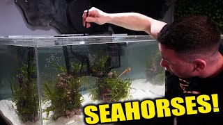 The seahorse aquarium