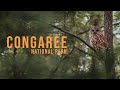 Is Congaree National Park Worth It? What Families Should Know Before Going