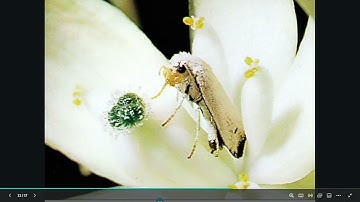 Mutual Relationship between Yucca flower and the Moth