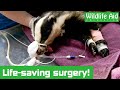 Miracle surgery repairs a badgers leg