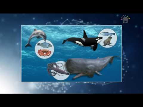 Video: Pazi, Da Ta Grbast Kit Kiti Morskega Biologa Zaščiti Pred Tigrastim Morskim Psom