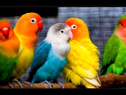 Parrots Majestic Birds Nature Documentary HD