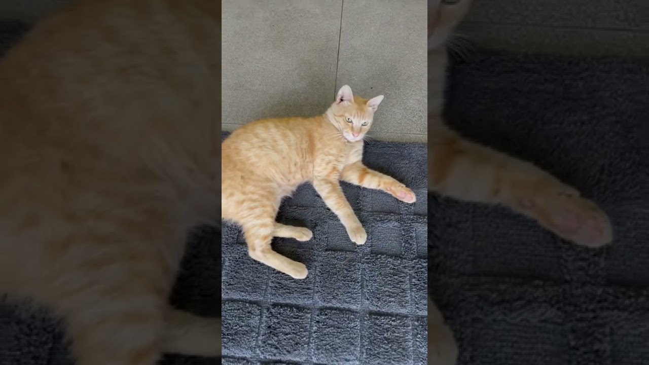 看板猫 Youtube 看板猫 Youtube