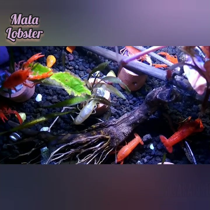 AUTO LARIS MENJUAL LOBSTER AIR TAWAR DENGAN CARA BERBEDA I Part 1