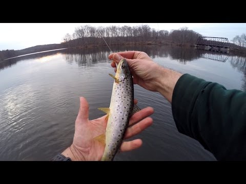 Largemouth Bass Trout Pickerel MIXED BAG!!! Freshwater Fishing 