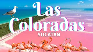🦩☀️Las coloradas , Yucatán 2022 …en verdad es de color rosa🧐❓