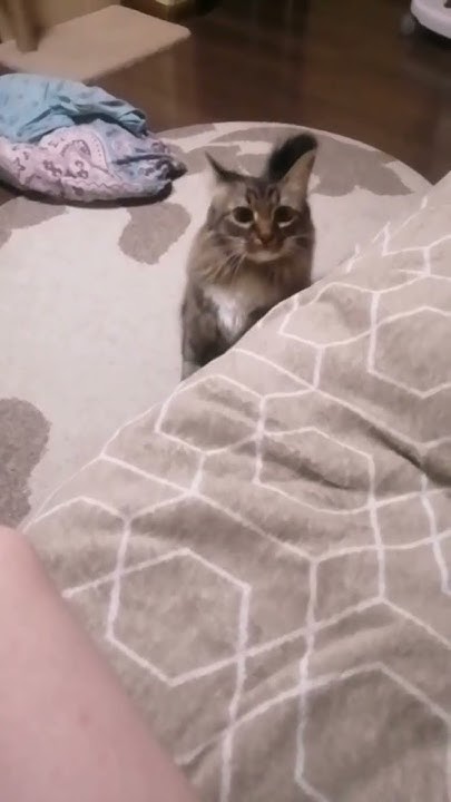 Котик прыгает😍 #котики #милота #люблюкотиков - YouTube