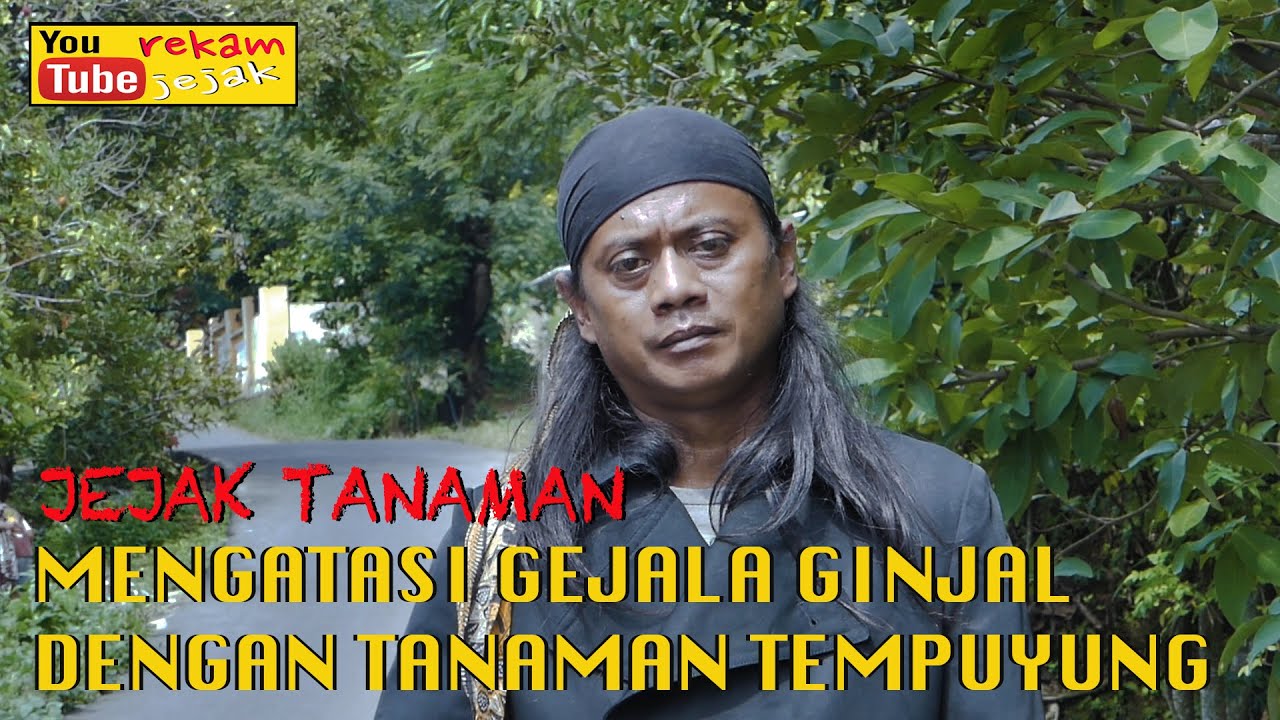 Renungan Hidup Manfaat Tanaman Tempuyung Buat Gejala Ginjal 