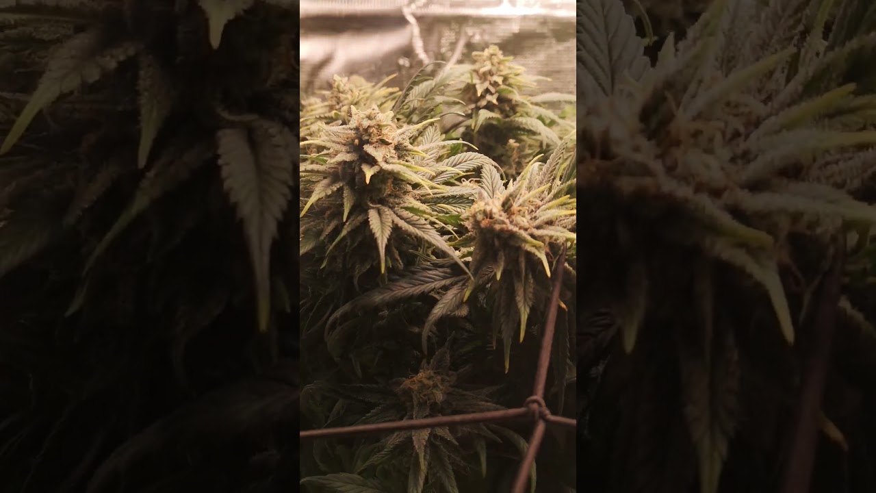 "Bubble Gum Buds Almost Ready! 🍬 | Living Soil Magic Unfolding!