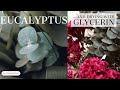 Eucalyptus Plant Care l How to Preserve Eucalyptus with Glycerin