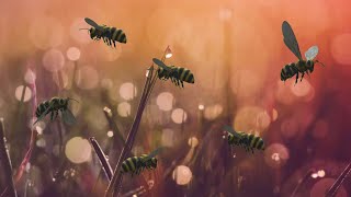 CAT GAMES- bee cat game moves || cat toy bee screenshot 1