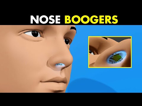 ماهي وظيفة مخاط وشعر الأنف         