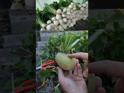 نکته در مورد ترب