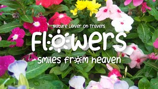 Flowers Smiles From Heaven