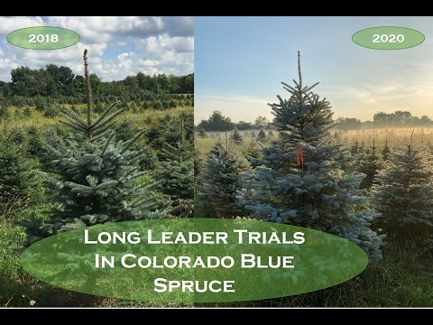 וִידֵאוֹ: כמה גבוה גדל אשוח כחול קולורדו?