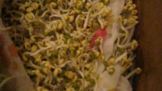 Making Mung Bean Sprouts - Paper Towels, Carton Box & Plastic Storage Box Part 4/6