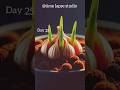 Garlic Growing in Water | Amazing Root & Shoot Timelapse (4K Macro)