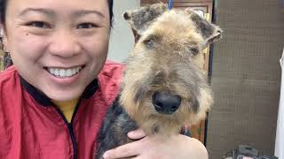 How to Trim (handstrip) an Airedale Terrier Puppy's Face