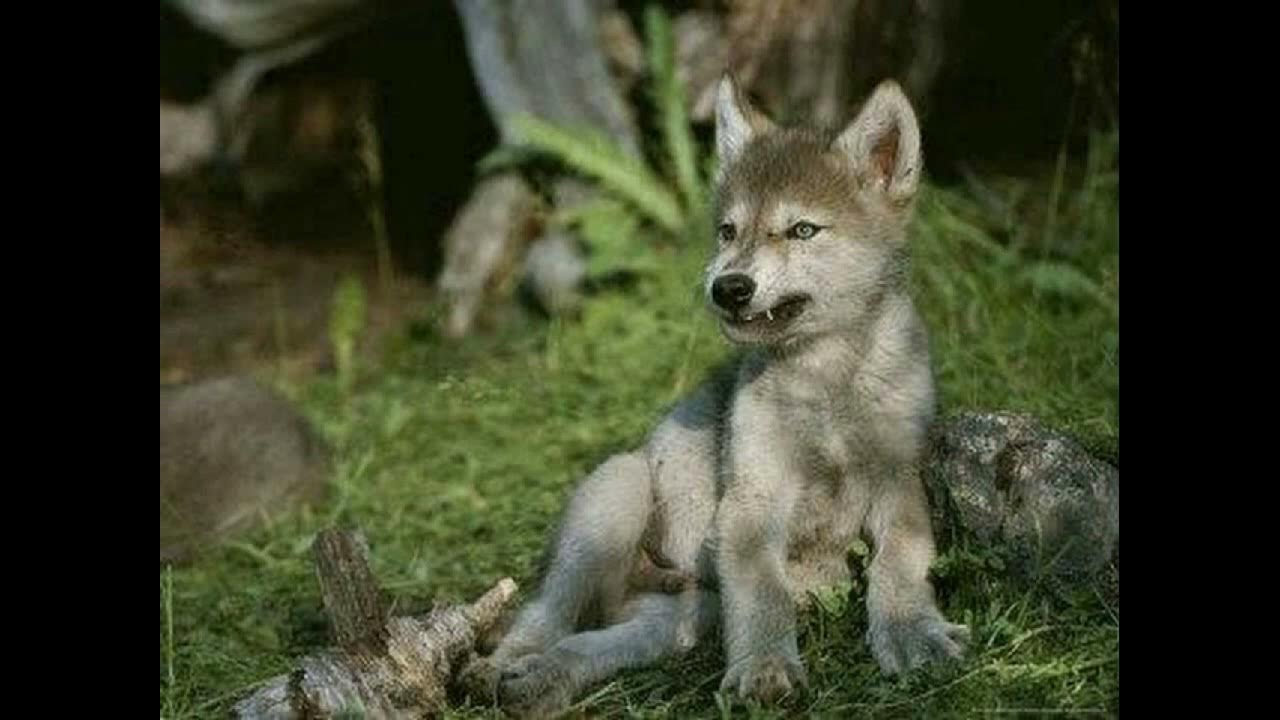 Волк детям о животных. Про маленького волчонка. Детеныш волка. Маленький волк. Щенок волка.