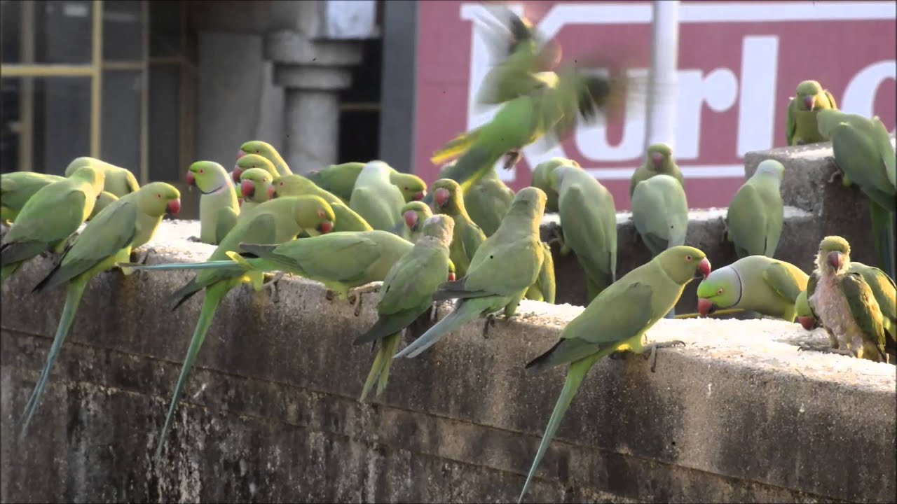 Image result for parrots feeding in chennai royapettah