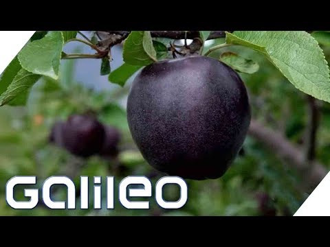 Video: Was Ist Ein Chinesischer Apfel?