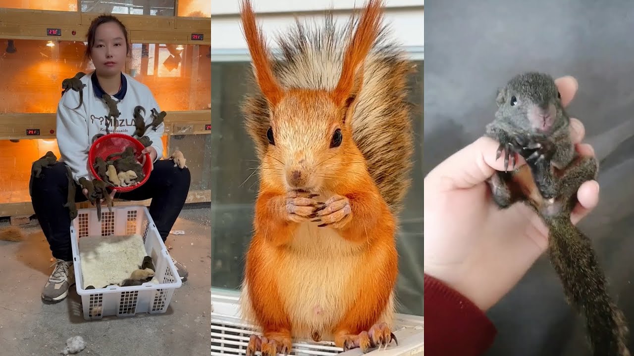 China Raising Rats How to raise Chinese rats Chinese care for mice part 15 - YouTube