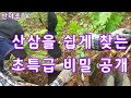 초보자 모여라~!! 심마니도 모르는 산삼을 쉽게 찾는 초특급 비밀 공개#1 Wild ginseng, 山參, 藥用植物 산야초TV