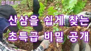 Superhighlevel secret disclosure to find wild ginseng that even Shimani doesn't know