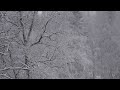 Heavy snowfall on a forest in late winter - relax listening to the sound of snow, wind and birds