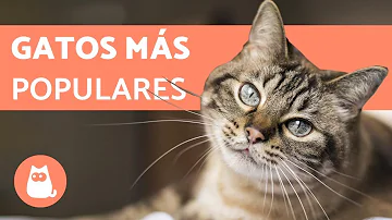 ¿Cuál es la raza de gato menos conocida?