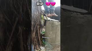we just  lost  a legend 😔 💔💔💔#rip #lost #legend #funnyyoutubeshorts #funny #goviral #pain #bye
