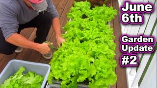 Container Garden Harvest Update June 6th Lettuce Tomato Kale Vegetable Gardening Raised Bed