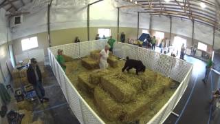 Barn Hunt Trial - Saturday, August 29, 2015 by James Johannes 45 views 8 years ago 1 minute, 44 seconds
