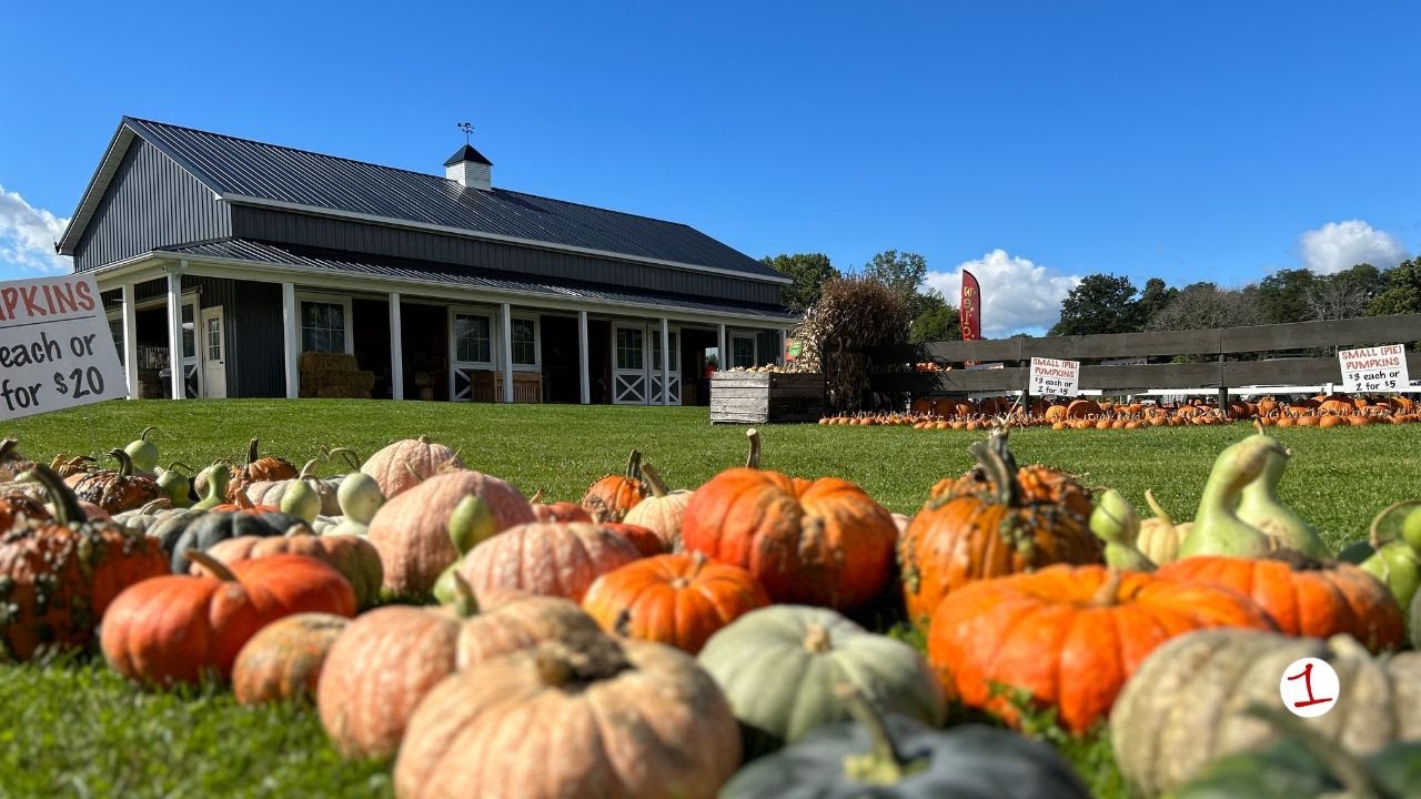 Pick'n Patch: Where Bills pride meets classic fall fun and family time
